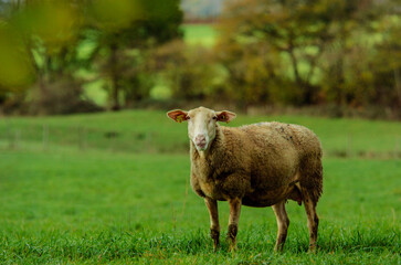 agneau dans un pré