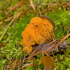 Edible and inedible mushrooms occurring in Poland. © Adam