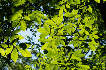 Green Leaves