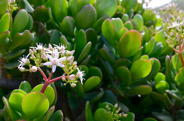 Crassula ovata (Jade plant, Money plant, Friendship Tree) succulent plant close up. Natural floral...
