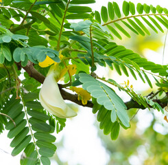 vegetable humming bird, white flowers, delicious vegetables with vitamins  and many useful...