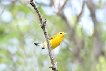 Beautiful Prothonotary Warbler (Protonotaria citrea) perched on a tree branch