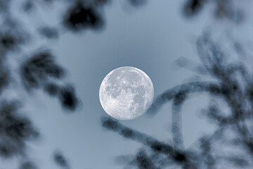 A pale full moon on a November morning in a blue sky between branches