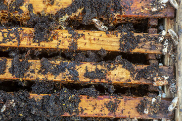 ends of frame stained with wax moth dropping. Wax moth larvae on an infected bee nest. cover of the hive is infected with a wax moth.
