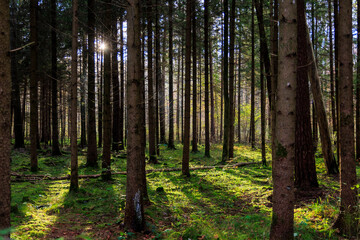 The morning sun shines into a forest with moss on the ground between the trunks of spruce trees