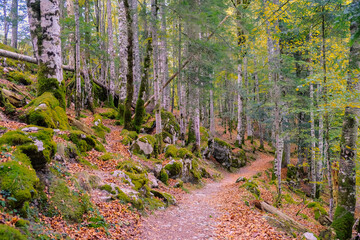 Beautiful walking path in colorful autumn forest