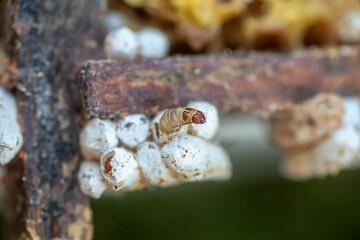 Fully-grown larvae form cocoons in comb debris, attached to frame or hive body. Larvae chew cavities to cement the cocoons, and lasting damage is done to frame