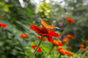 Closeup Cethosia biblis butterfly perched on a Tithonia flowers in garden