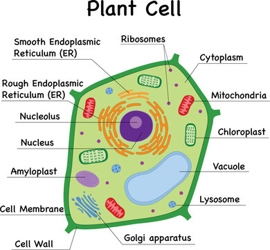 Plant cell parts diagram educational illustration fill in the blanks, science test worksheet
