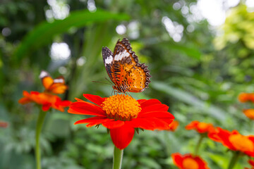 Closeup Cethosia biblis butterfly perched on a Tithonia flowers in garden