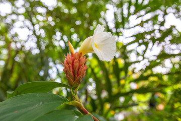 Closeup Costus spediosus flowers in garden