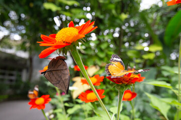 Closeup Cethosia biblis and Orange oakleaf butterflies perched on a Tithonia flowers in garden