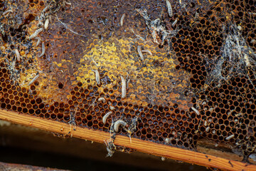 Waxworms, caterpillar larvae of wax moths, on damaged beeswax, frame with waxed wax moth.