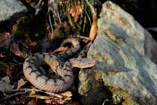 Aspisviper // Asp Viper (Vipera aspis) - Schweizer Jura, Schweiz