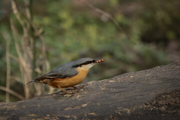 Nuthatch