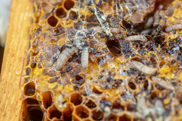 Waxworms, caterpillar larvae of wax moths, on damaged beeswax, frame with waxed wax moth.