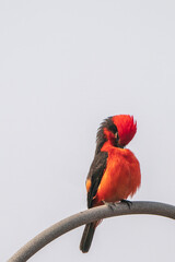 Vermilion flycatcher