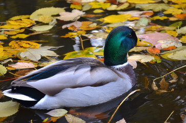 Portrait of  wild duck mallard male swimming in an autumn park lake with a lot of falling maple...