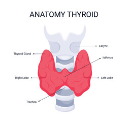Anatomy Thyroid, human organ, illustration organ details concept