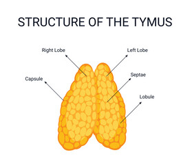 thymus structure, human organ, illustration organ details concept