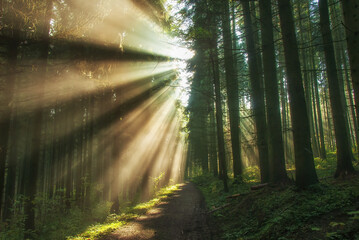 sun rays in the forest - obrazy, fototapety, plakaty