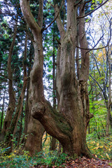 Fototapeta na wymiar 幻想の森の樹齢1000年の杉