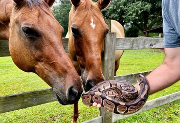 Horses sniffing snake