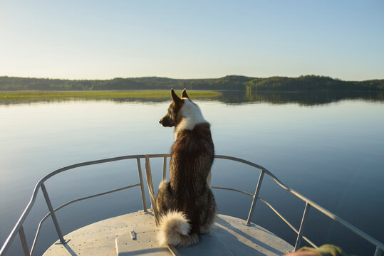 A dog on a boat on a peaceful lake looking into the distance