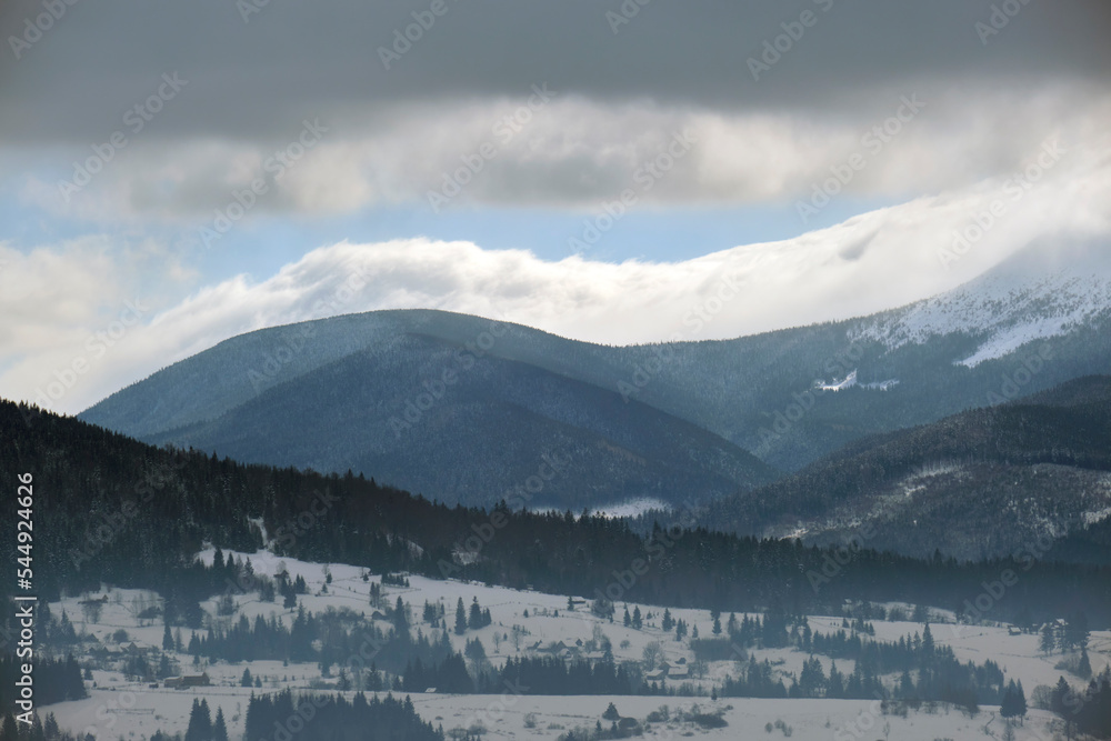 Wall mural Foggy landscape with evergreen pine trees covered with fresh fallen snow after heavy snowfall in winter mountain forest on cold quiet evening