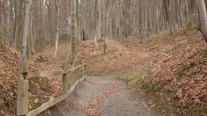 stairs in the forest leading to the cemetery