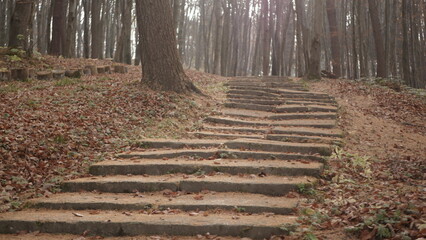 stairs in the forest leading to the cemetery