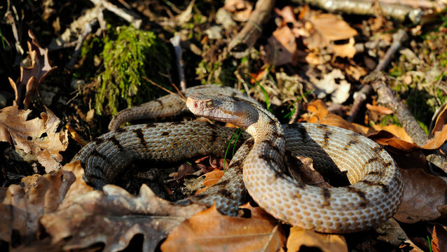 Aspisviper // Asp Viper (Vipera aspis) - Schweizer Jura, Schweiz