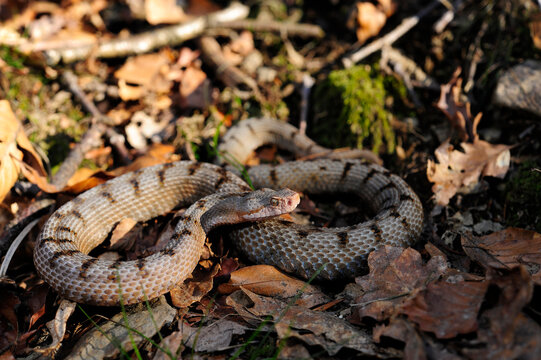 Asp Viper // Aspisviper (Vipera aspis) - Jura Mountains, Switzerland 
