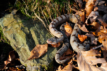Aspisviper // Asp Viper (Vipera aspis) - Schweizer Jura, Schweiz