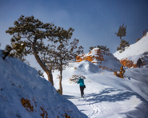 girl in blue jacket hiking in snowy bryce canyon national park in winter; snowy red rocks in utah, winter in usa; hiking in snow