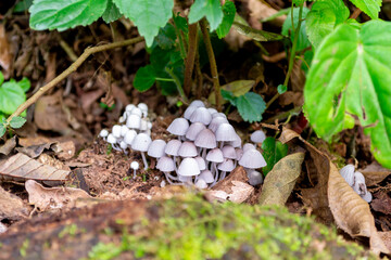 Close up to beautiful funghi in the forest
