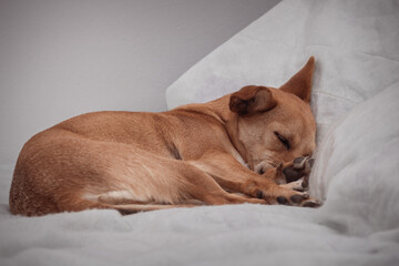 A cute mixed-breed sleeping dog nestled on the side in a comfortable bed on a white blanket. White...