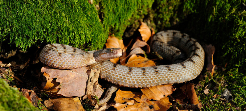Aspisviper // Asp Viper (Vipera aspis) - Schweizer Jura, Schweiz