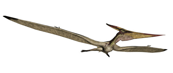 Pteranodon flying - 3D render - 544931016