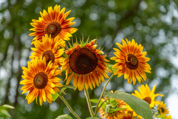 Obraz premium Sunflowers Ready For Harvest In Mid September