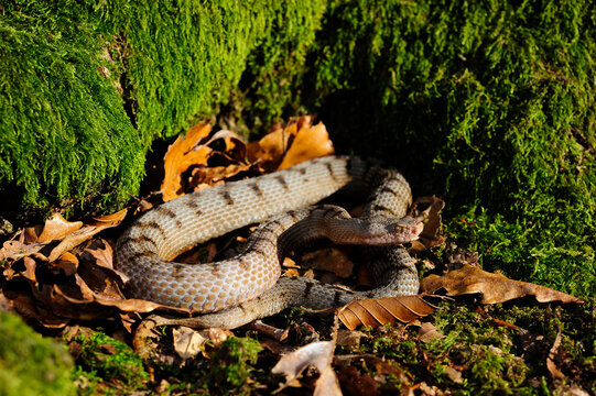 Aspisviper // Asp Viper (Vipera aspis) - Schweizer Jura, Schweiz