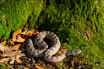 Aspisviper // Asp Viper (Vipera aspis) - Schweizer Jura, Schweiz