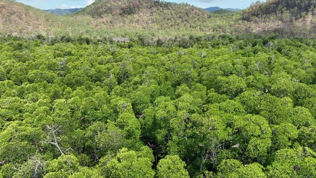 Sunda flying foxes, Acerodon mackloti, fly over the canopy of a remote mangrove forest where they roost in Indonesia. Mangroves provide vital habitat for invertebrates, fish, birds, and fruit bats.