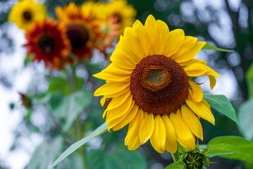 Obraz premium Sunflowers Ready For Harvest In Mid September