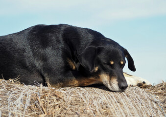 Old black dog lying on a roll of straw