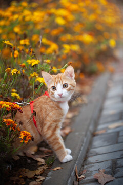 Portrait of a cute ginger tabby kitten in the Sunny garden in cold autumn day on walking outside. Domestic cat walking on a leash in the fall park.