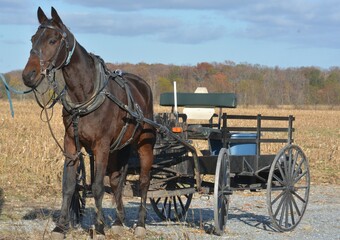 Amish horse and buggy