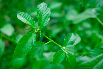 Close up of organic Jute mallow AKA  Saluyot, Jew's mallow or Nalta jute plant -  primary source of jute fiber and AKA superfood with numerous health and medical benefits. Selective focus. 