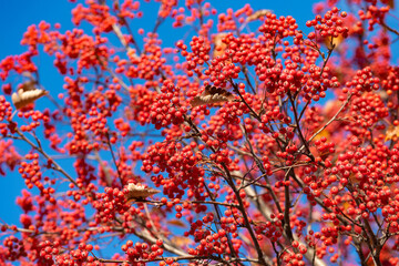 Fototapeta na wymiar rowan-tree with red berry natural background