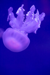 The barrel jellyfish (Rhizostoma pulmo), one of the largest jellyfish of the Spanish Mediterranean...